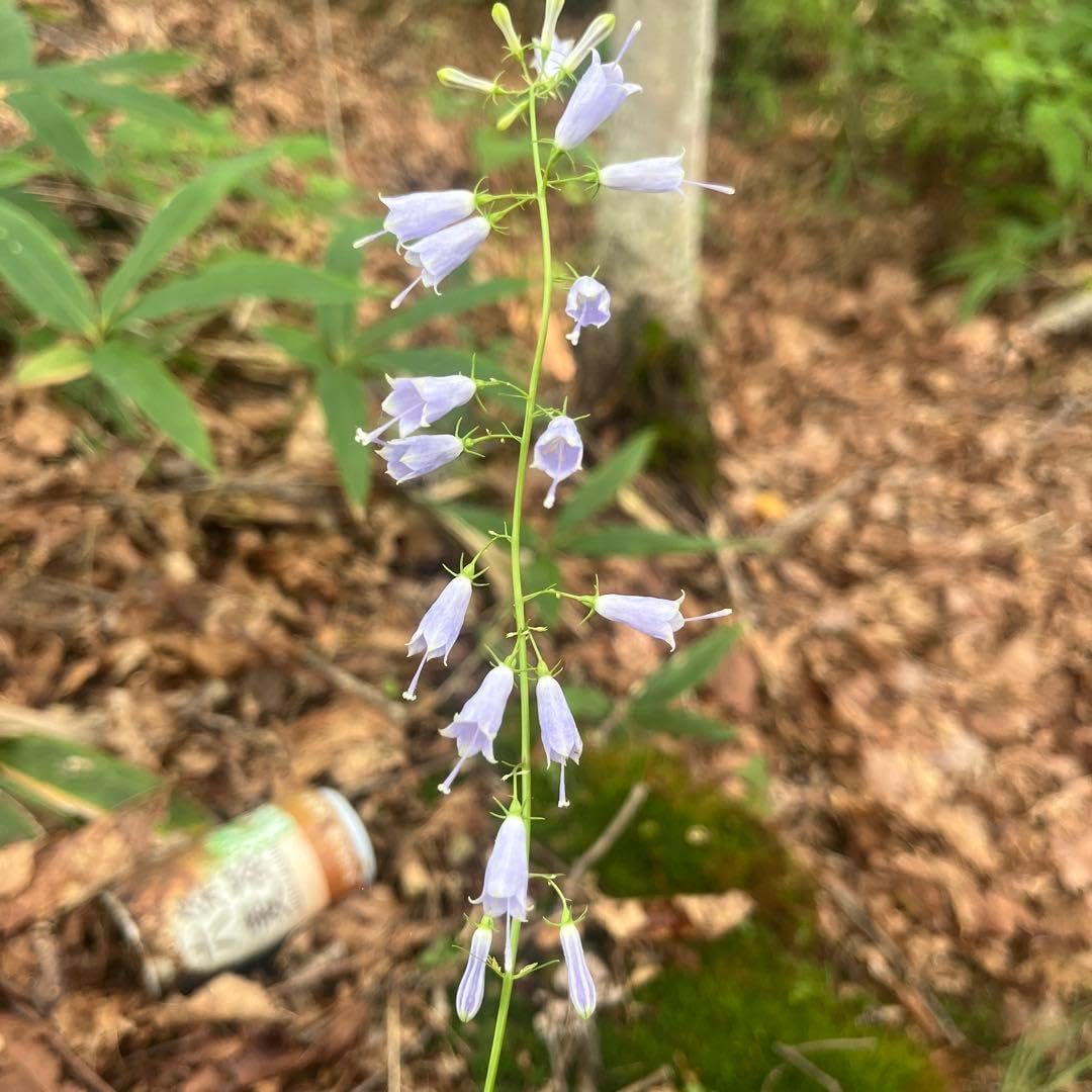 釣鐘ニンジン球根苗　薄紫の鐘形花の植物 約60cmき ツリガネニンジン（釣鐘人参）苗 | 自然生活